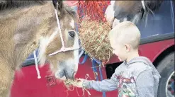  ??  ?? Personal touch A youngster enjoys a special moment at last year’s heavy horse show