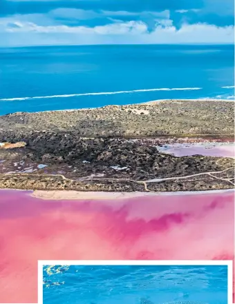  ??  ?? NATURE’S COLOURS
Pink Lake, or Hutt Lagoon, main; and snorkellin­g with a whale shark off the coast of Exmouth, right