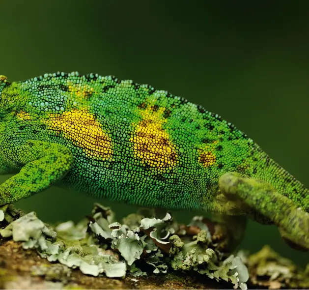  ??  ?? Jackson’s chameleon, ugand a
Nikon D3x, Nikon AF -S 300mm f/4D IF -ED, 1/250 sec, f/4, ISO320