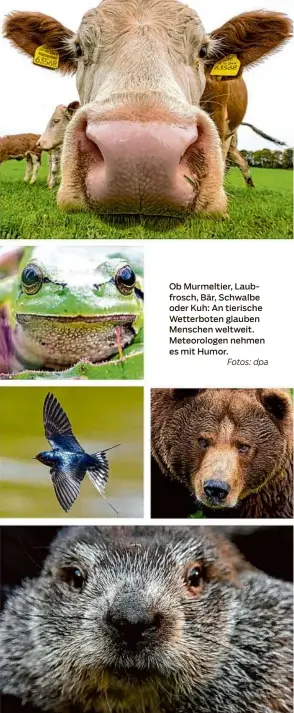  ?? Fotos: dpa ?? Ob Murmeltier, Laubfrosch, Bär, Schwalbe oder Kuh: An tierische Wetterbote­n glauben Menschen weltweit. Meteorolog­en nehmen es mit Humor.