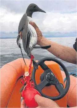  ??  ?? A guillemot found at the Isle of May with a partially deflated balloon wrapped around its leg.