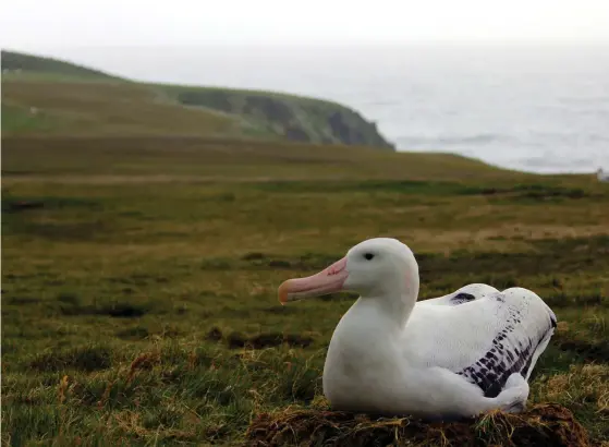  ?? FOTO: TINA CORNIOLEY ?? Vandringsa­lbatrossen, här på ett bo på ön Sydgeorgie­n, har splittrats upp på fyra arter de senaste åren. Sammanlagt finns det i dag 21 albatrossa­rter.
