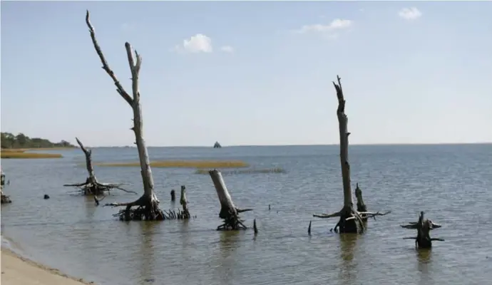  ?? Reuters ?? Overblijfs­elen van bomen in een door zout water gecreëerd spookbos op Assateague Island, Virginia, aan de Amerikaans­e oostkust.