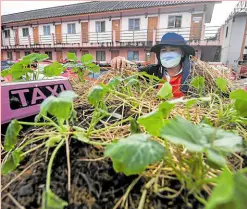  ?? BY REUTERS —PHOTOS ?? URBAN GROWERS A worker tends to the vegetables planted on the roof of one of Bangkok’s long-idled taxicabs, in an urban farming project conceived by a transport cooperativ­e.