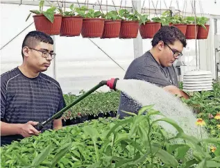  ?? [PHOTO PROVIDED] ?? Canadian County Technology Center’s Tech Service Careers students Cristobal Chapa and Alex Conaster keep bedding plants moist ahead of the April 12-13 spring fundraiser plant sale at the El Reno campus greenhouse.