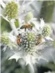  ??  ?? BEE HAPPY: Fewer bees are driving up pollinatio­n costs