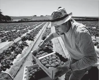  ?? Photograph­s by Francine Orr Los Angeles Times ?? ROBERTO ALANIS works in a UC Davis strawberry field in Watsonvill­e, Calif., in 2014. Until a few years ago the strawberry breeding program was run by Davis professors Douglas Shaw and Kirk Larson.