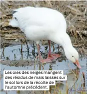  ??  ?? Les oies des neiges mangent des résidus de maïs laissés sur le sol lors de la récolte de l’automne précédent.