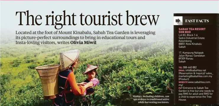  ??  ?? Visitors, including children, can opt to dress in traditiona­l attire while harvesting tea leaves.