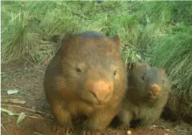  ?? Photograph: WWF ?? The WWF’s eyes on recovery program captured a mother wombat and her in joey in NSW.