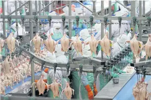  ?? JINAKUL
APICHART ?? Workers process chicken meat at Charoen Pokphand Foods’ facility in Nakhon Ratchasima process. Thai seafood firms claim to have installed traceabili­ty and auditing systems to monitor the working processes of raw-material suppliers.