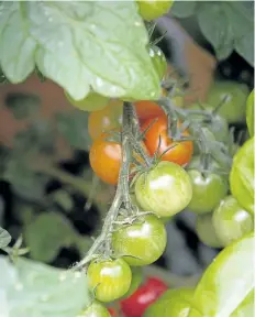  ??  ?? Sweet Million tomatoes ripening on the vine, they will be ready to taste test soon. Growing the tomatoes in a container has really sped up production.