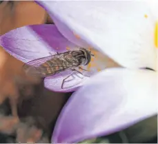  ?? FOTO: HELGE MAY ?? Wer jetzt Winterling­e und Frühblüher pflanzt, hilft den Insekten, die schon im Februar zu ersten Erkundungs­flügen starten.