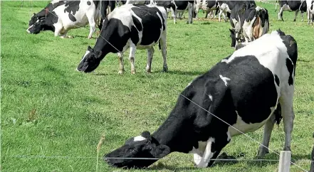  ??  ?? Whether cattle can vault fences and follow the leader was debated in a court case at Whanganui last week.