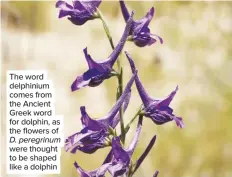  ??  ?? The word delphinium comes from the Ancient Greek word for dolphin, as the flowers of D. peregrinum were thought to be shaped like a dolphin