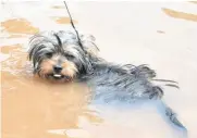  ?? ?? Billy jumped into the stream to cool down after his walk.