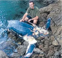  ??  ?? Te Kopi Bay resident Mark Pengelly found the 2.3-metre long leatherbac­k turtle on Saturday.