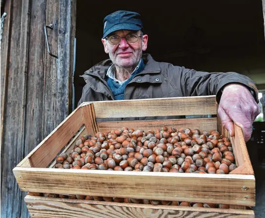  ?? Fotos: Marcus Merk ?? 600 Kilogramm Haselnüsse erntet die Familie Aubele jedes Jahr. Klaus Aubele zeigt eine ganze Kiste voll.