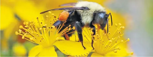  ?? ROBERT F. BUKATY/THE ASSOCIATED PRESS FILE PHOTO ?? Bees pollinatin­g certain flowers can indicate to the observer what time of day it is, according to Peter Wohlleben in his new book The Weather Detective.