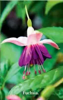  ??  ?? Fuchsia.