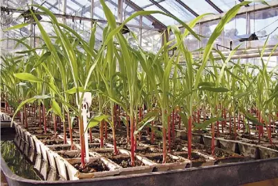  ??  ?? Lo que viene. En EE.UU., un grupo de productore­s ya probó los primeros maíces tolerantes a sequía, dice el ISAAA.