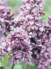  ??  ?? BREATH OF FRESH AIR: Lilac is renowned for its fragrant flowers in early summertime.