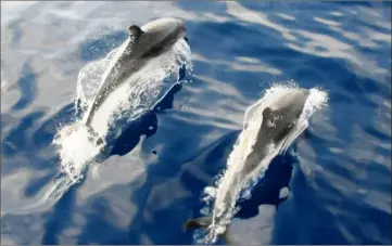  ?? (Photo doc V-m) ?? Après un accord intergouve­rnemental pour la conservati­on des cétacés, une campagne de recensemen­t des baleines, des dauphins et d’autres espèces de mégafaune sera mise en place à l’échelle de toute la Méditerran­ée et de la mer Noire, durant deux mois.