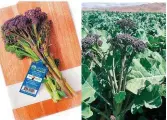  ?? FOTO: BRAGA FRESH ?? Die pers baba-broccoli wat Braga Fresh aan die Amerikaans­e mark bekend gestel het.