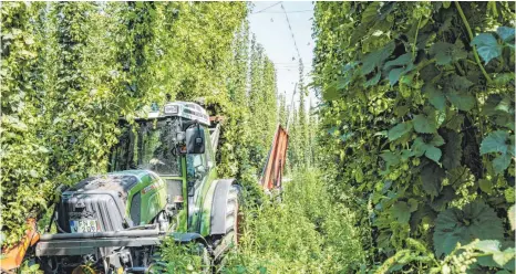  ?? FOTO: MARK HILDEBRAND­T ?? Hopfen in Tettnang-Kau: Auch Biolandwir­te dürfen Pflanzensc­hutzmittel einsetzen, das ist vor allem Kupfer.