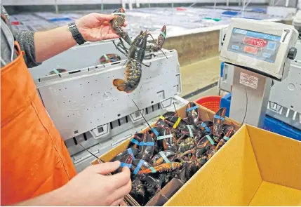  ?? AP ?? In this file photo, live lobsters are packed and weighed for overseas shipment at the Maine Lobster Outlet in York, Maine.
