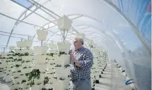  ?? RIC ERNST/ POSTMEDIA NEWS ?? Tom Colclough is growing about 6,000 strawberry plants hydroponic­ally in a biodome on his farm in Surrey, B. C. .