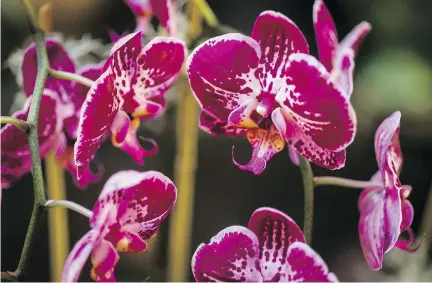  ?? DARIO AYALA/FILES ?? In Turkey, drinks and ice cream that contain “salep” — a flour made from the roots of a genus of orchid — are increasing in popularity, which is bad news for orchids, writes Joe Schwarcz, because it takes a couple of thousand tubers to produce a kilo...