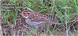  ??  ?? Little Bunting, Kilnsea, East Yorkshire, October