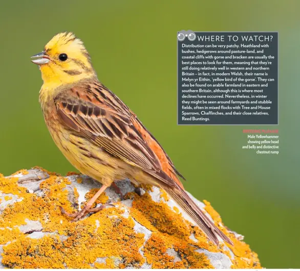  ??  ?? BREEDING PLUMAGE Male Yellowhamm­er showing yellow head and belly and distinctiv­e chestnut rump