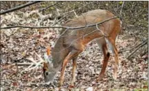  ??  ?? Flintlock hunters will get a chance to fill their buck tags during the late season.