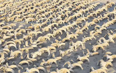  ?? ?? A view of around 2,000 mummified rams heads uncovered during excavation work carried out by an American mission from New York University at the temple of Ramesses II in Abydos, Egypt, March 25, 2023.