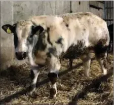  ??  ?? BBX weanling, 410kg, €1,460, sold at Gortatlea Mart recently.