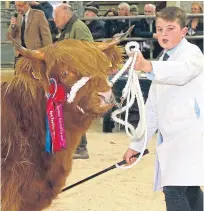  ?? Pictures: Kevin McGlynn. ?? Arin 3rd of Culfoich, supreme champion from Gordon McConachie, with Logan Ross and Malcolm MacNaughto­n with champion Rachel Buidhe of Ceannacroi­c.