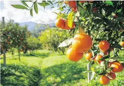  ?? GETTY IMAGES / ISTOCKPHOT­O ?? Climate change makes food less nutritious, a study finds.