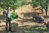  ?? LIU XIANGRUI / CHINA DAILY ?? Long Yingzu feeds some of her pigs in an open area of her farm in Shibadong village, Huayuan county, Hunan province.