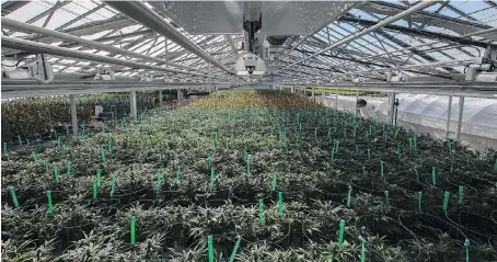  ?? DAX MELMER/FILES ?? Rows of cannabis grow in Aphria’s greenhouse in Leamington, Ont. The pot producer mainly faces political risks with its latest global push. It has made a bid for assets in Colombia, Argentina and Jamaica.