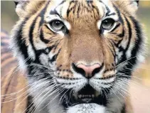  ?? |
Reuters ?? NADIA, a 4-year-old female Malayan tiger at the Bronx Zoo, which the zoo said tested positive for Covid-19.