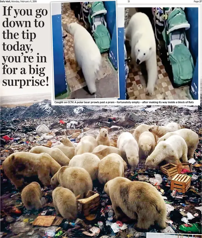  ??  ?? Scavenging: A horde of polar bears search for food on a rubbish tip. Right, one of the animals in a children’s playground