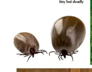  ??  ?? Below: Ticks are tiny but deadly