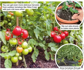  ?? ?? You can get even more delicious harvests from outdoor tomatoes like ‘Ailsa Craig’ with just a bit more effort
Nip out side-shoots to make more plants
Grow tomatoes through black plastic sheets