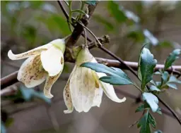  ??  ?? Clematis cirrhosa var. purpurasce­ns ‘Freckles’, a winter flowering woody climber, has showy flowers.