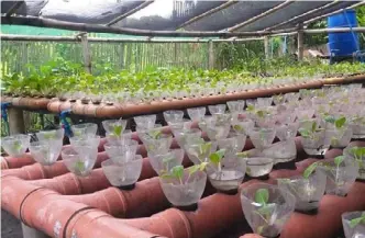  ??  ?? SOLAS’ aquaponics system that uses fish wastes as plant fertilizer