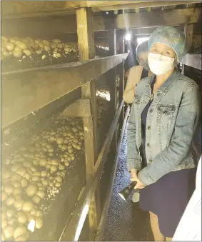  ?? BILL RETTEW - MEDIANEWS GROUP ?? With flashlight in hand, U.S. Rep. Chrissy Houlahan checks out the mushroom crop.