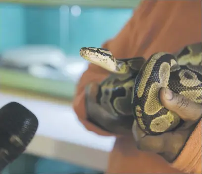  ?? Picture: Tracy Lee Stark ?? SLITHERING. A snake at Noah’s Ark, a home-based snake house in Soweto.