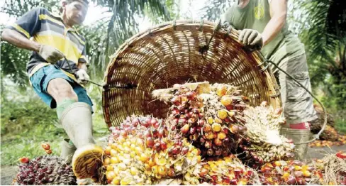  ?? WWF ?? Farmers pile up harvested palm fruit in order to be weighed at a community in Sultan Kudarat in Mindanao. Palm oil is largely seen as an alternativ­e to one of the Philippine­s’s major crops, the coconut, since there are more financial returns in...